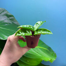 Load image into Gallery viewer, Hoya Krinkle 8 Propagation Pot
