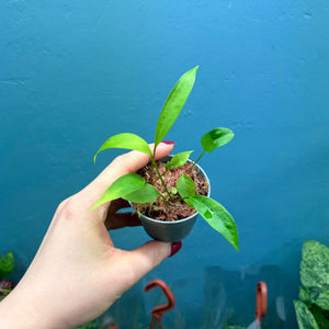 Anthurium Gracile Seedlings B