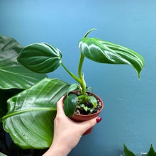 Load image into Gallery viewer, Philodendron Pittieri &amp; Mamei Rooted Propagation Pot
