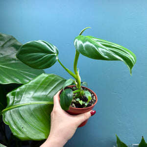 Philodendron Pittieri & Mamei Rooted Propagation Pot