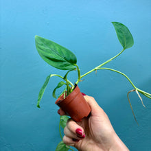 Load image into Gallery viewer, Monstera Aureopinnata aff.
