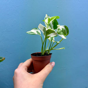 Epipremnum Aureum N'Joy