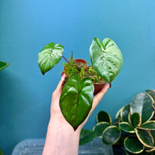 Load image into Gallery viewer, Baby Alocasia 'Yucatan Princess'
