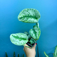Load image into Gallery viewer, Scindapsus &#39;Trebie&#39; Rooted Cutting
