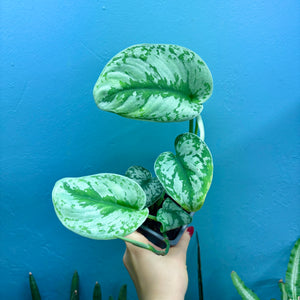 Scindapsus 'Trebie' Rooted Cutting