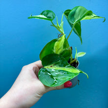 Load image into Gallery viewer, Philodendron &#39;Cream Splash&#39;
