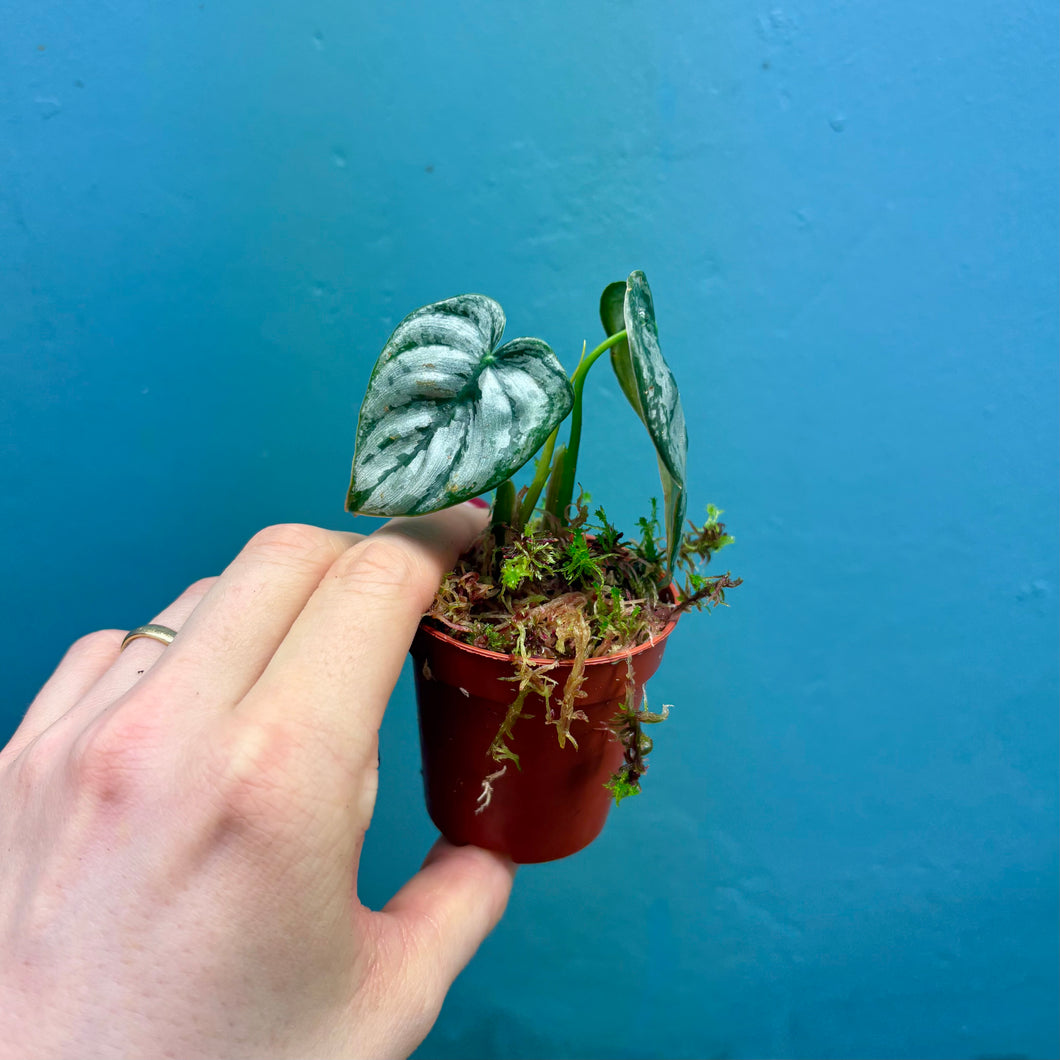 Philodendron Brandtianum Rooted Cutting Pot