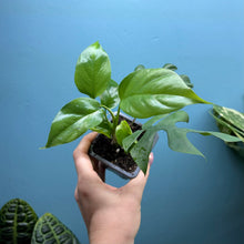 Load image into Gallery viewer, Rhaphidophora Tetrasperma 'Monstera Minima' Propagation Pot
