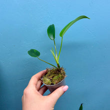 Load image into Gallery viewer, Philodendron &#39;Jerry Horne&#39;
