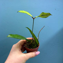 Load image into Gallery viewer, Hoya Crassipetiolata Propagation Pot
