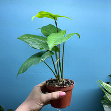 Load image into Gallery viewer, Syngonium Podophyllum
