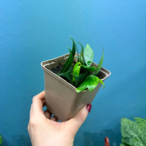 Hoya Polyneura Rooted Cuttings