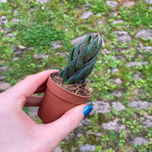 Load image into Gallery viewer, Haworthia Reinwardtii
