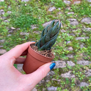Haworthia Reinwardtii