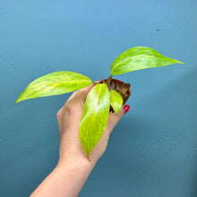 Load image into Gallery viewer, Philodendron &#39;Painted Lady&#39; B
