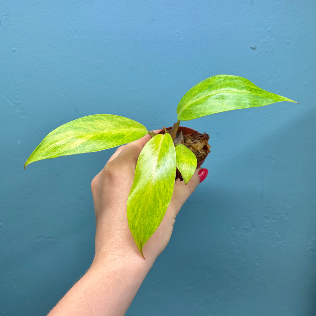 Philodendron 'Painted Lady' B
