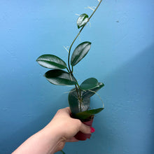 Load image into Gallery viewer, Hoya Australis Propagation Pot
