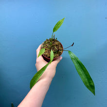 Load image into Gallery viewer, Anthurium Gracile Small Plant
