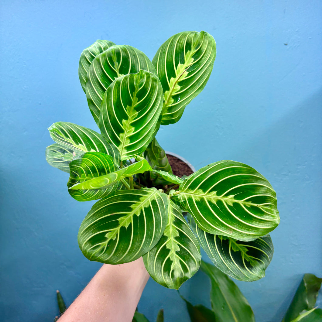 Maranta 'Lemon Lime' (Prayer Plant)