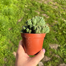 Load image into Gallery viewer, Cereus Peruvianus Monstrosus Cristata
