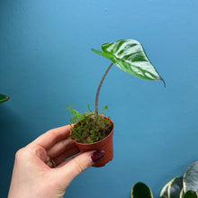 Load image into Gallery viewer, Baby Alocasia 'Yucatan Princess'
