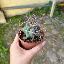 Load image into Gallery viewer, Ferocactus Gracilis
