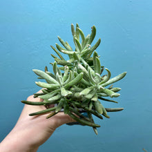 Load image into Gallery viewer, Senecio Scapusis
