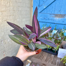 Load image into Gallery viewer, Tradescantia Pallida Variegated &#39;Pink Stripe&#39;
