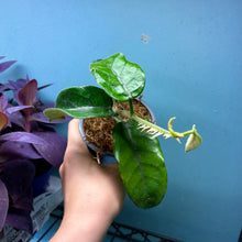 Load image into Gallery viewer, Hoya Villosa
