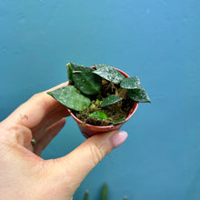 Load image into Gallery viewer, Prop Box Eviction: Bundle D Hoya
