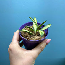 Load image into Gallery viewer, Hoya Wayetii Variegated Propagation Pot
