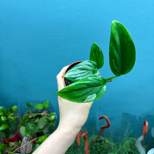 Monstera Standleyana 'Cobra Plant'