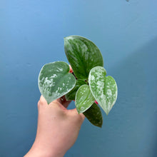 Load image into Gallery viewer, Scindapsus &#39;Silvery Ann&#39; Baby Plant
