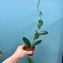 Load image into Gallery viewer, Hoya Australis Propagation Pot
