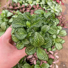 Load image into Gallery viewer, Fittonia (many colour options)
