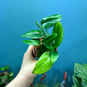 Monstera Standleyana 'Cobra Plant'