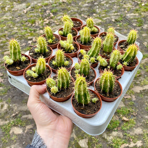 Baby Euphorbia Aggregata Variagata