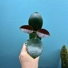 Load image into Gallery viewer, Hoya Australis Propagation Pot B
