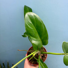 Load image into Gallery viewer, Philodendron 'Jerry Horne'
