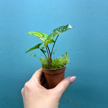 Load image into Gallery viewer, Syngonium Podophyllum Albo Variegata Rooted Cutting

