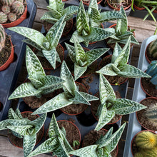 Load image into Gallery viewer, Aloe Variegata 'Magic'
