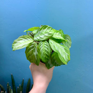 Maranta Silver Band 'Prayer Plant'