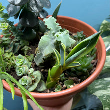 Load image into Gallery viewer, Propagation Bundle Tub - Succulent Mega Mix!
