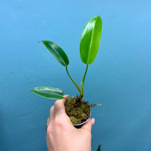 Load image into Gallery viewer, Philodendron &#39;Jerry Horne&#39;
