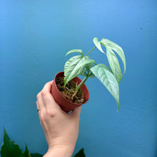 Load image into Gallery viewer, Amydrium Medium Silver Rooted Cuttings
