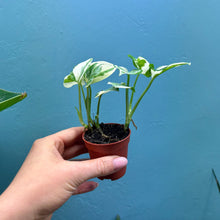 Load image into Gallery viewer, Epipremnum Aureum N&#39;Joy
