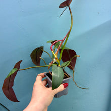 Load image into Gallery viewer, Philodendron Atabapoense
