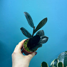 Load image into Gallery viewer, Zamioculcas Zamifolia &#39;Raven&#39; Propagation Pot
