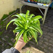 Load image into Gallery viewer, Chlorophytum Caribbean &#39;Bonnie&#39; (Curly Spider Plant)
