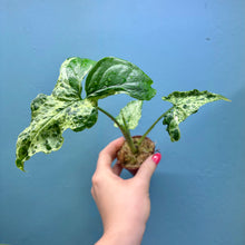 Load image into Gallery viewer, Syngonium &#39;Mojito&#39; Rooted Cutting Pot
